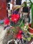 Цъфтящи кактуси и сукуленти, снимка 3