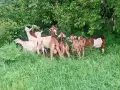 Кози и женски ярета , снимка 3