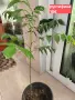 Рустифина дърво с чадъреста форма зимоустойчиво , снимка 2