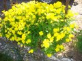Енотера, снимка 1 - Градински цветя и растения - 39838934