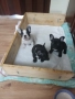 кученца , снимка 3