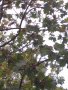 Брекина (Sorbus terminalic) плодно медоносно дърво, снимка 10