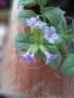 Лилаво розова горска иглика, снимка 1 - Градински цветя и растения - 44479269