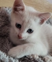 коте, бяло, сини очи, 5 мес., снимка 9