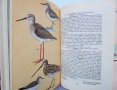Книга The Book of Indian Birds - Salim Ali 1964 г. Птици, снимка 3