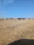 Продавам стадо крави , снимка 6