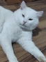 бяло коте, британска късокосмест, 9 мес., снимка 13