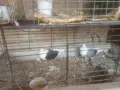 Продавам гълъби, снимка 13