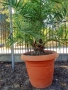 Големи Финикови палми , снимка 4