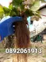 Продавам разсад ягоди, снимка 4