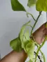 Епипремнум, Epipremnum aureum Champs-Élysées, снимка 3