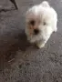 малки болонки на 2 месеца, снимка 3