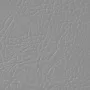 	Боя за естествена кожа и еко кожа 50 мл Leather Expert Colorant – Сива 404 Grey, снимка 2