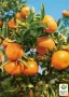 Мандарина Клементина, снимка 2