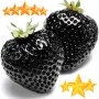 80 семена от плод черна ягода органични плодови ягодови семки от вкусни черни ягоди отлични плодове, снимка 12
