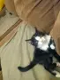 Томи си търси дом!, снимка 6