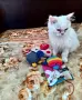 Малки персийски дългокосмести многоцветни домашни любимци!, снимка 5