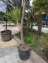 Продавам палма Юка / Yucca, 25 годишна, 1.7 м. височина, снимка 2