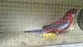 продавам папагали , снимка 6