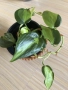 Monstera Aurea, philodendron Florida Beauty, Sodiroi, Cream Splash, Epipremnum Baltic Blue , снимка 8