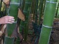 100 броя редки бамбукови семена зелен бамбук Moso-Bamboo мосо бамбо растение за декорация украса за , снимка 6