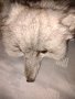  Шал яка от полярна бяла лисица , снимка 2