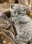 Британска късокосместа , снимка 2