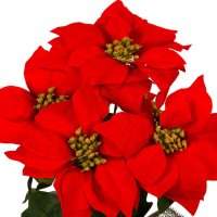 Изкуствено цвете Коледна звезда, 50см, снимка 2 - Декорация за дома - 42746330
