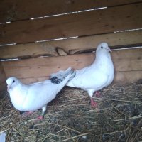 Продавам гълъби бемкалий палбелий поморийски пазарджишки млади бели гълъби за свадба, снимка 4 - Гълъби - 33750811