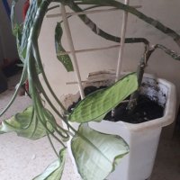 Дифенбахия - стайно растение в саксия, снимка 1 - Стайни растения - 34558241