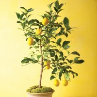 Лимон , Портокал ,Лайм , Мандарина и Кумкуат   -  Облагородени  растения ! , снимка 5 - Градински цветя и растения - 29276558