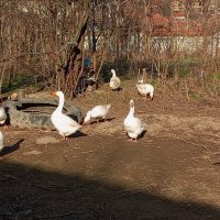 Бели гъски, гъсок , снимка 2 - Патици и гъски - 37826087