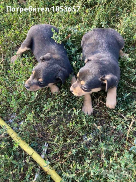 Продавам чистокръвни пинчери, снимка 1