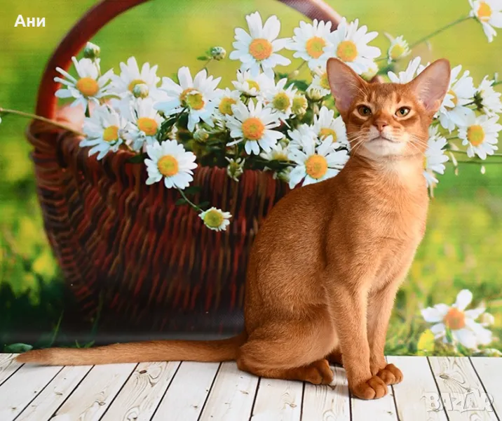 ТОП ЦЕНА.АБИСИНСКА КОТКА, снимка 1