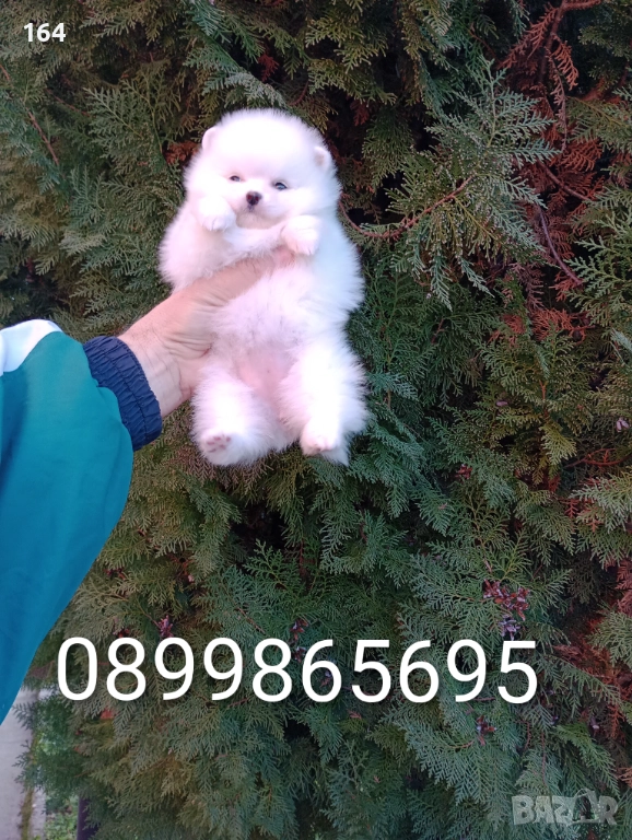 Бели женски Померани. Реални снимки от 15.12.25 г. , снимка 1