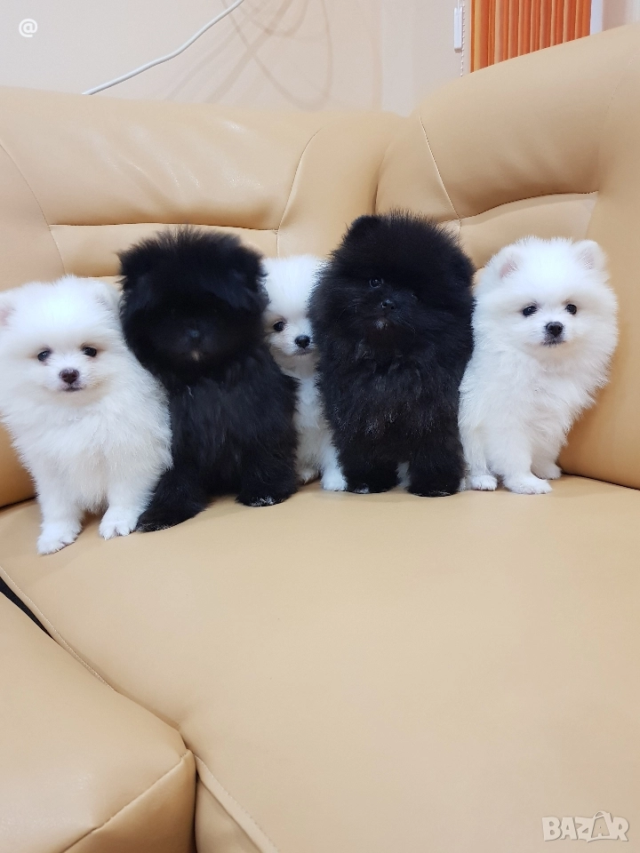 Померан померани Гр. София !, снимка 1