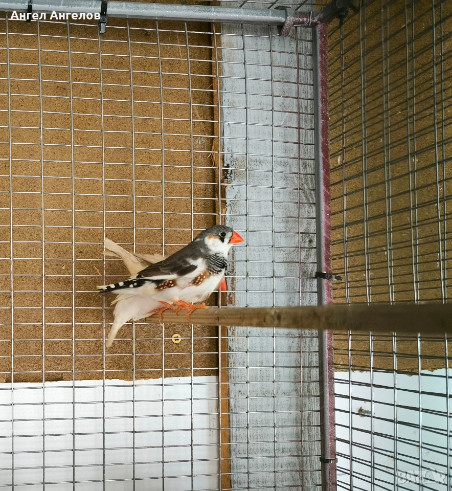 зеброви амадини , снимка 1