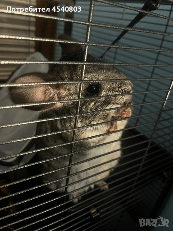 Продавам женска чинчила., снимка 1