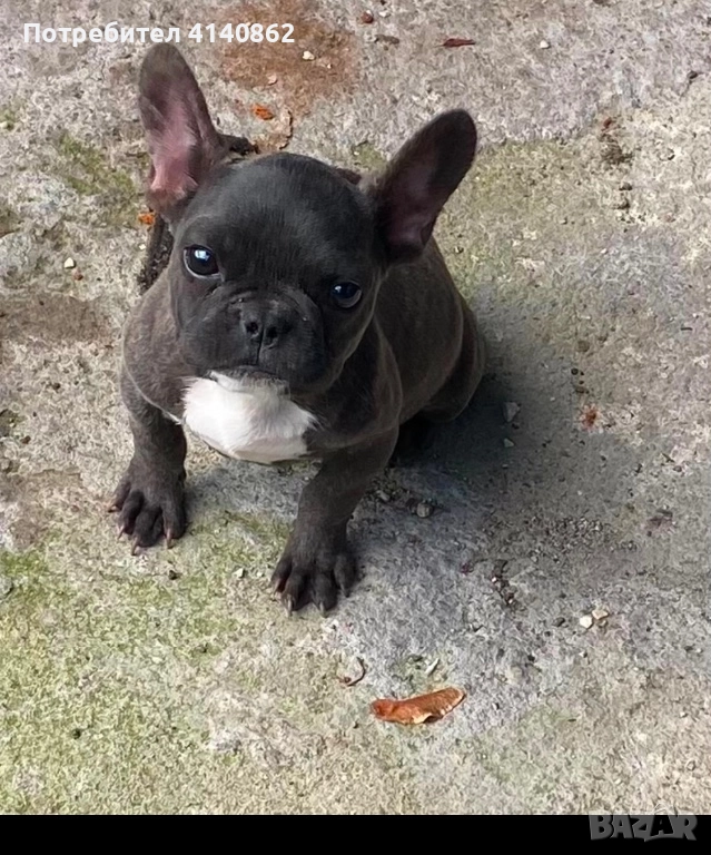 Френски Булдок на 6 месеца, снимка 1