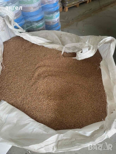 Семе пшеница сорт Лазур , снимка 1