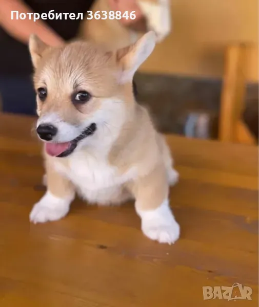 Уелско корги, снимка 1