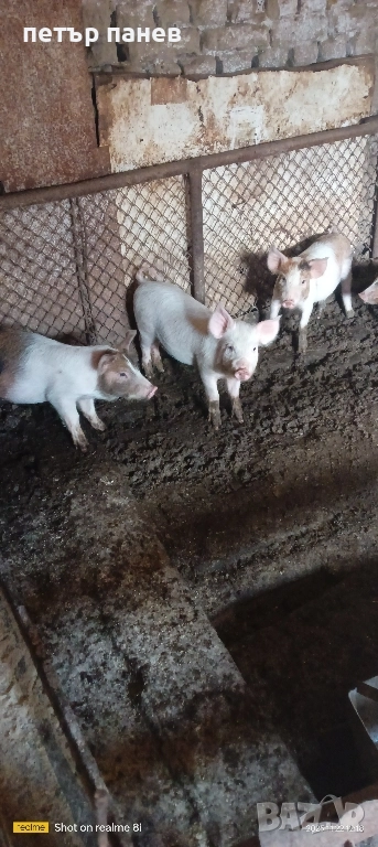 малки прасенца, снимка 1