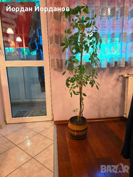 Продавам шефлера, снимка 1