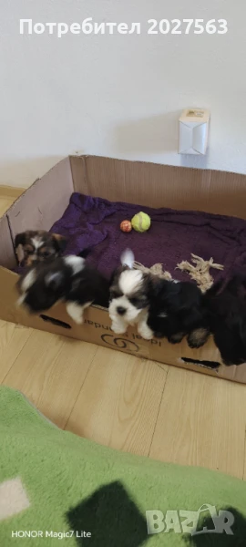 ПРОДАВАТ СЕ КУЧЕНЦА, снимка 1