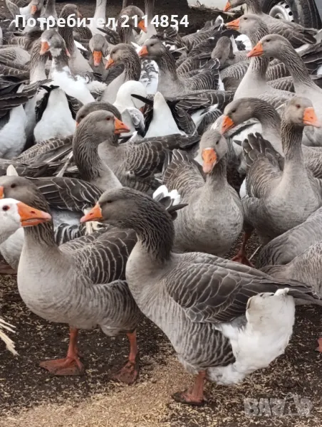 Гъши яйца, снимка 1