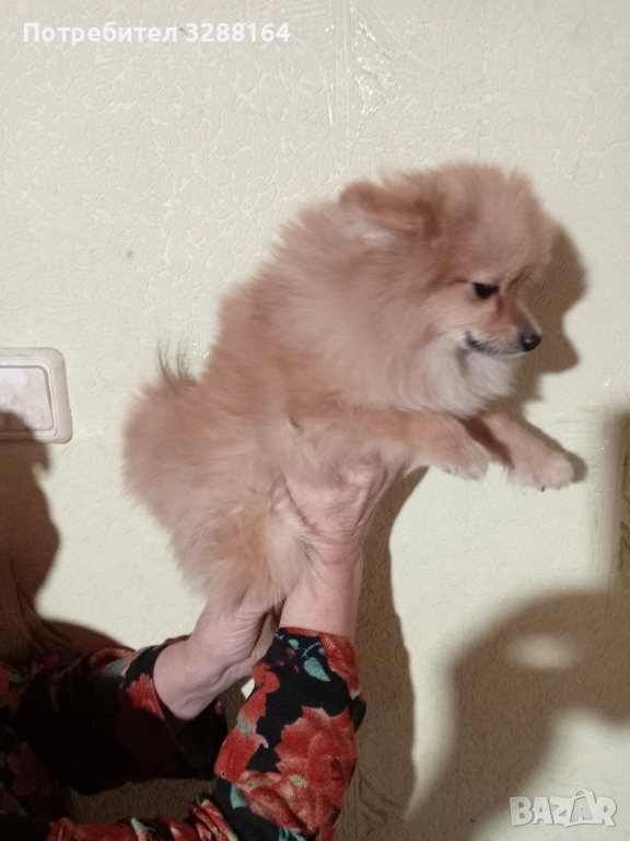 Пухче, снимка 1