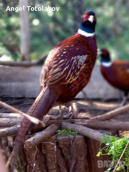 Фазани, снимка 1