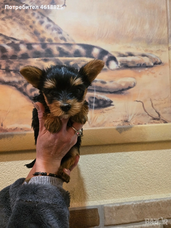 Йоркширски териери , снимка 1