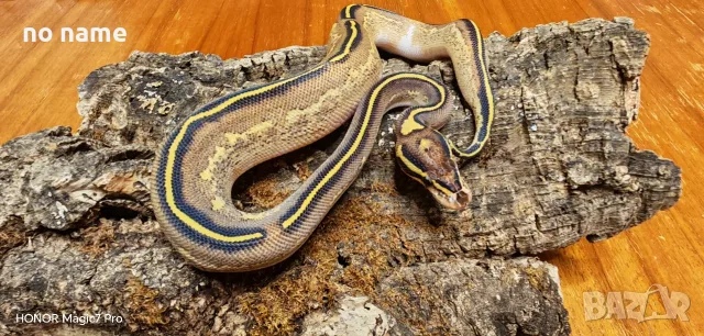 Кралски питони (Python Regius) , снимка 7 - Змии - 55994733