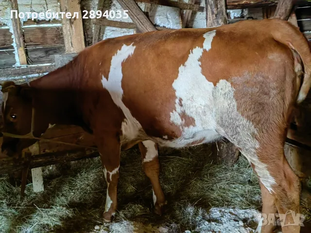 3 женски за клане , снимка 3 - Крави - 56110231